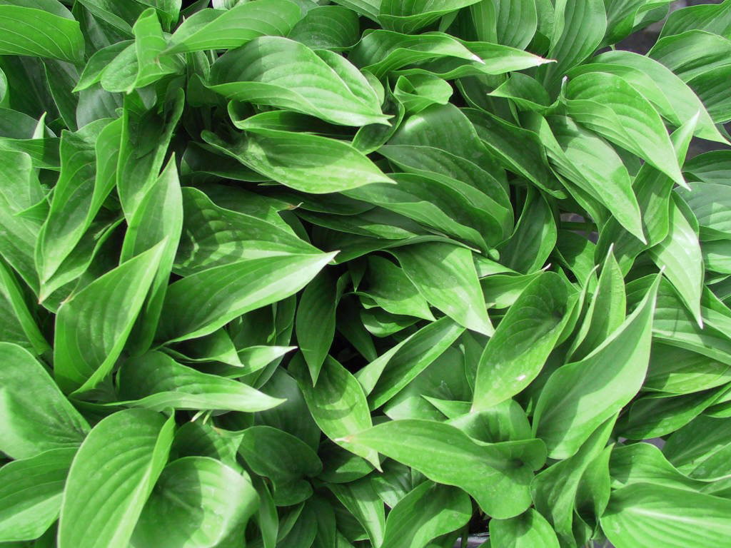 Hosta ventricosa Compacta Nana Blattwerk.jpg